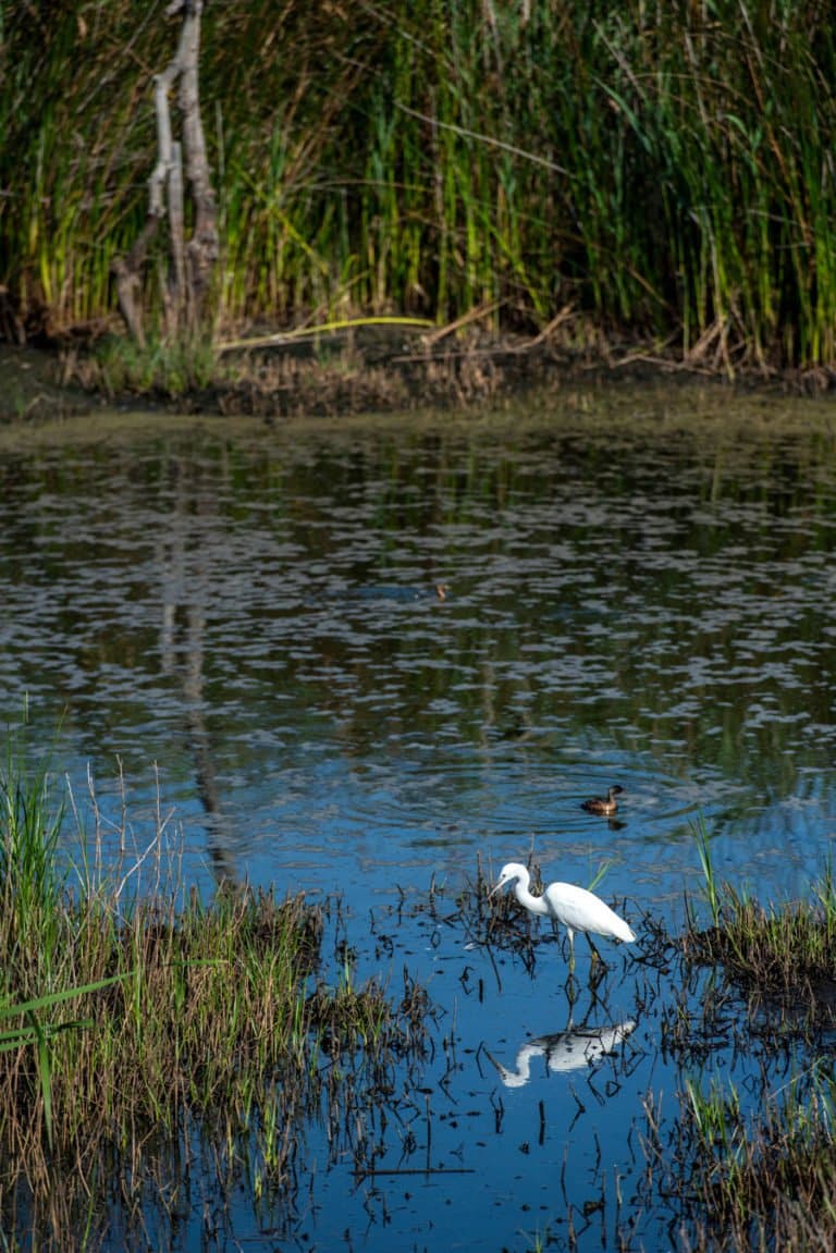 etang tanchiccia 41 web 768x1151