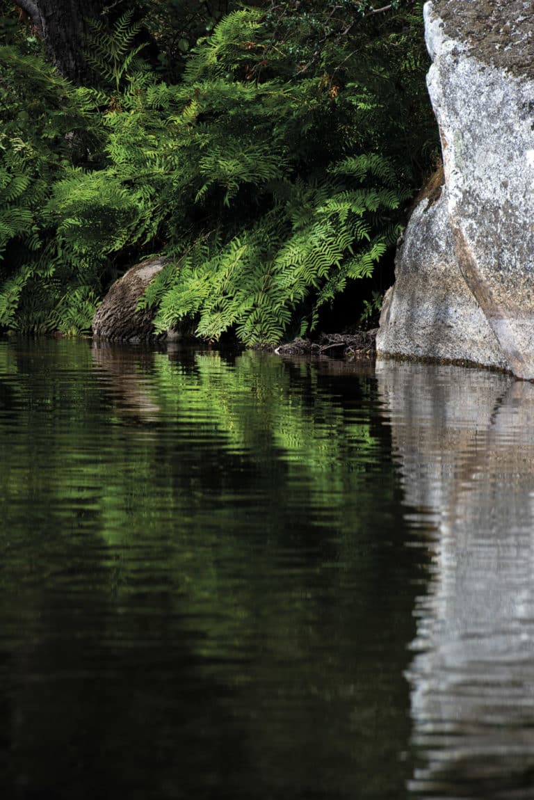 taravo 50 web 768x1150